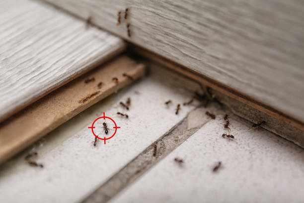 Best Pest Inspection Near Me  in Jersey Shore, PA